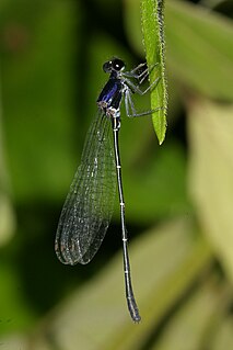 <i>Onychargia atrocyana</i> Species of damselfly