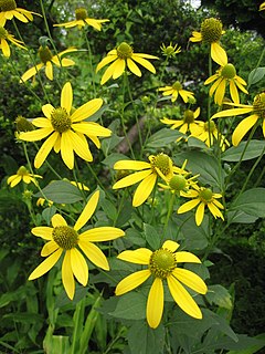 <i>Rudbeckia laciniata</i> Species of flowering plant