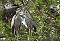 Open billed Parent on the nest (2 ).jpg