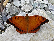 Open wing position of Charaxes marmax Westwood, 1847 – Yellow Rajah (Male) 2.jpg