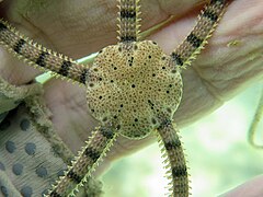 File:Ophioplocus imbricatus - Lizard Island 01.jpg (Category:Echinoderms of Queensland)