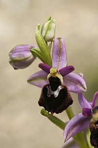 Ophrys panattensis (fleurs) .jpg