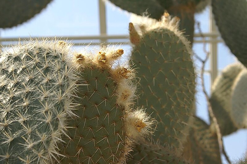 File:Opuntia pilifera 1zz.jpg