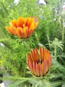 Orange flowers 4.jpg