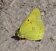 Pieridae: Subfamiliae, Species melius cognitae, Species perniciosae