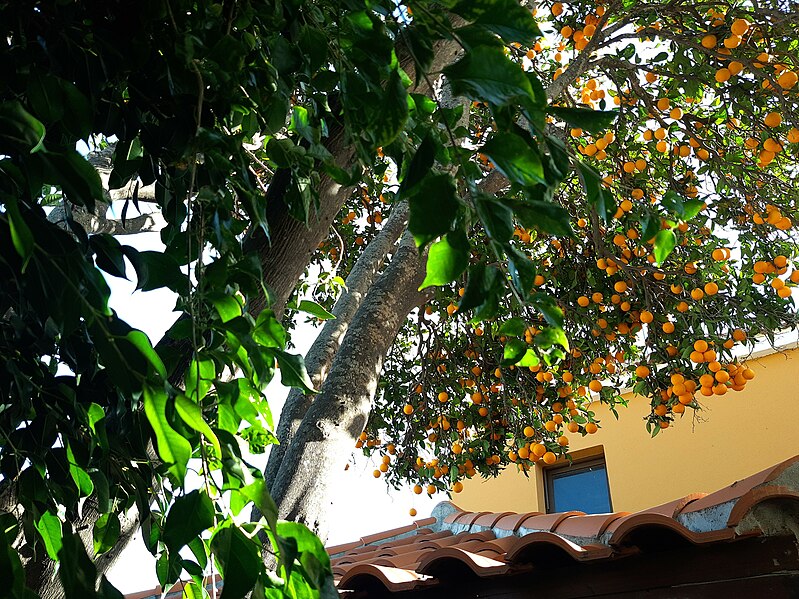 File:Orangetree in courtyard, Puntagorda, La Palma.jpg