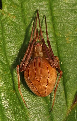 Acacesia hamata