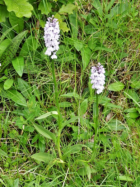 File:Orchidées Saint-Georges-Nigremont D32 près les Cantines (10).jpg