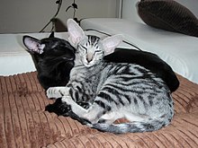 Orientals are a social breed, as demonstrated with a black and a silver tabby Oriental. OrientalnikockaPHRAYA.jpg