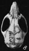 Skull of Oryzomys peninsulae