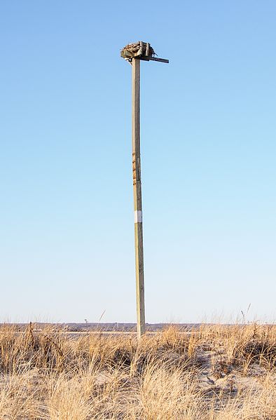 File:Osprey nest (52382).jpg