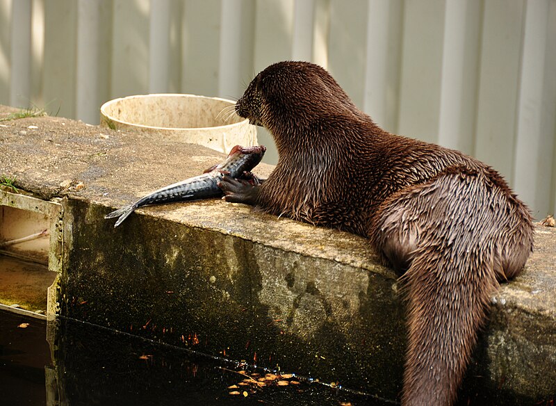 File:Otter at Buckfast Otter Sanctuary 1.jpg