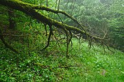 Čeština: Přírodní rezervace Biely vrch, okres Ilava