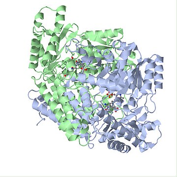 Glutamate decarboxylase