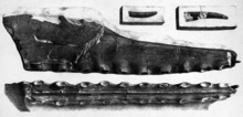 Holotype jaw fragments and teeth of Cimoliopterus, which was previously known as Pterodactylus cuvieri PZSL1851PlateReptilia04.png