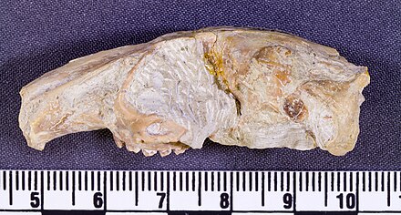 Palaeolagus skull