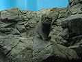 Pallas Cat (Felis manul)