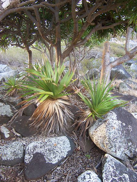 File:Pandanus heterocarpus 10 (young plants).jpg