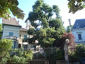 A Boulevard des Belges (Lyon) cikk szemléltető képe