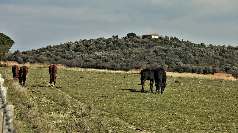 File:Parco naturale della Maremma, Uccellina - Cavalli al pascolo 3.jpg