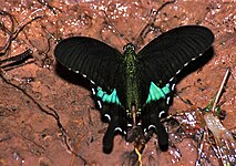 Papilio paris, parc national de Khao Yai, Thaïlande. Les lunules blanches marginales sont bien visibles