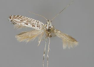<i>Parornix anguliferella</i> Species of moth