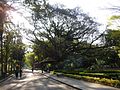 Interior do parque Jardim da Luz