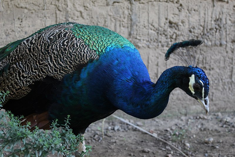 File:Pavo cristatus in Croatia.jpg