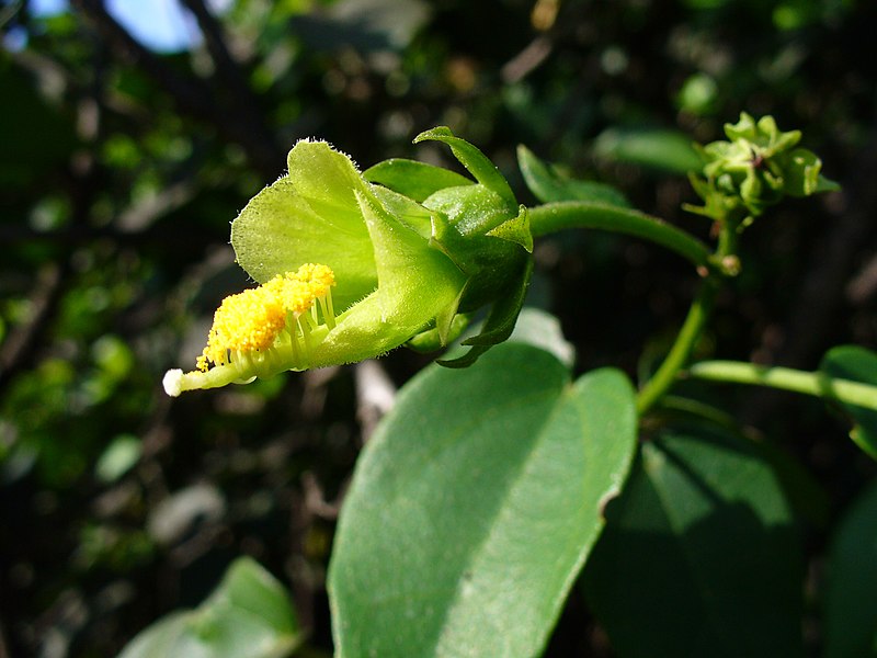 File:Pavonia bahamensis.jpg