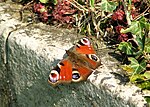 Thumbnail for File:Peacock butterfly (Inachis io) on a gravestone - geograph.org.uk - 6114272.jpg