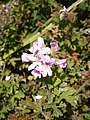 Pelargonium × graveolens