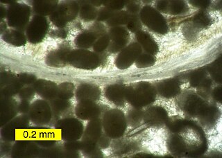 <span class="mw-page-title-main">Pellets (petrology)</span> Form of carbonate sedimentary structure