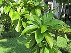 Persea americana (Avocado) tree in RDA, Bogra 05.jpg