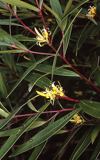 <i>Persoonia silvatica</i> Species of flowering plant