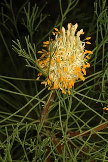 <i>Petrophile fastigiata</i> Species of shrub endemic to Western Australia