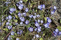 Phacelia divaricata