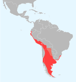 Phoenicopterus chilensis map.svg