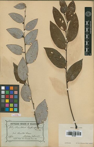 Phyllanthus hypospodius