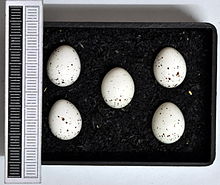 Eggs, Collection Museum Wiesbaden, Germany Phylloscopus collybita MWNH 2266.JPG