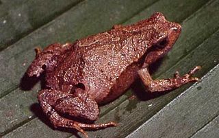<i>Physalaemus nanus</i> Species of frog