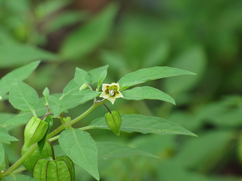 File:Physalis-minima-Flower.JPG