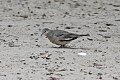 Picui Ground-Dove (Columbina picui) (8077557765).jpg