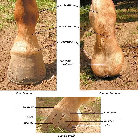 anatomie sabot cheval - Recherche Google