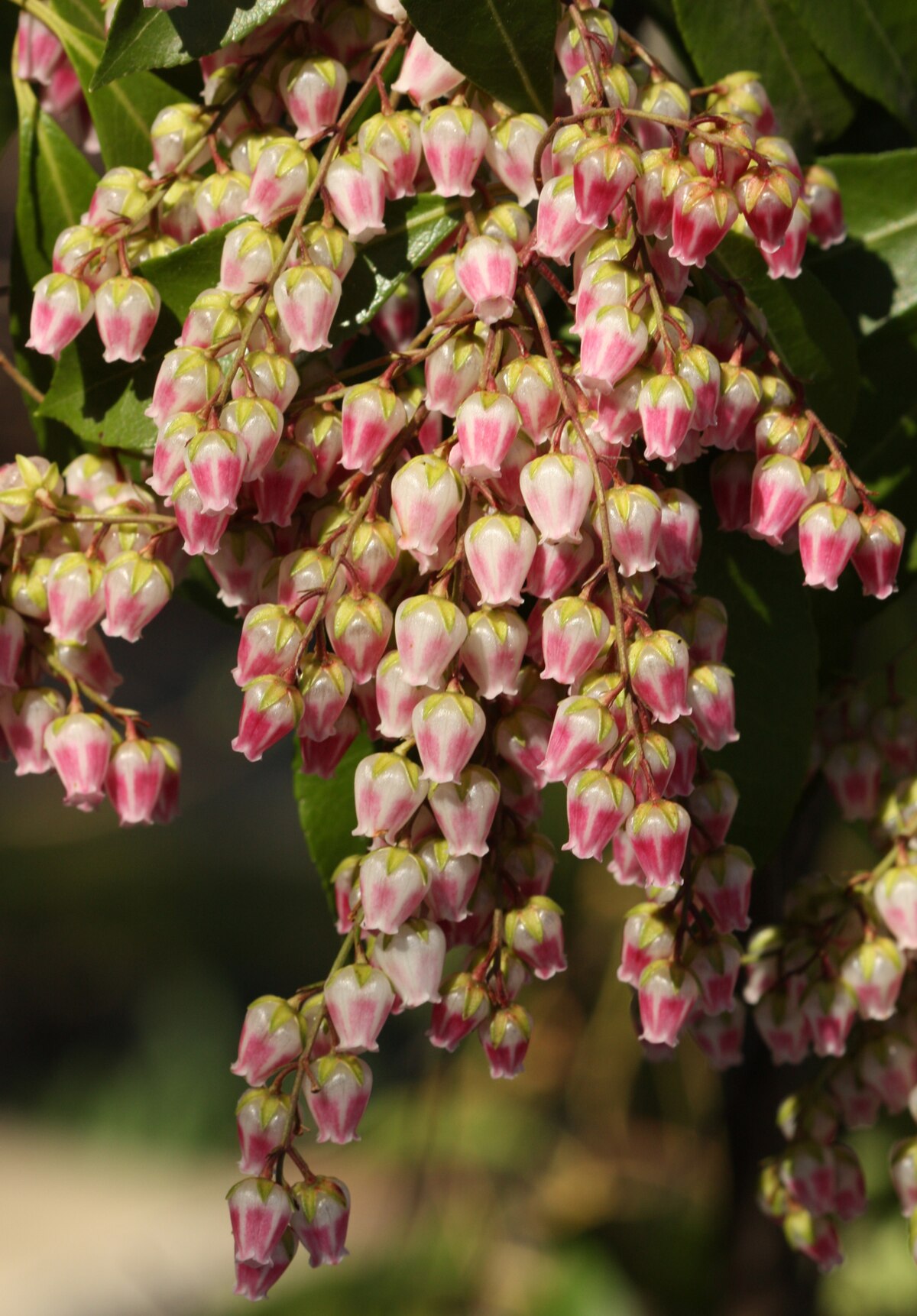 Image of Pieris flower