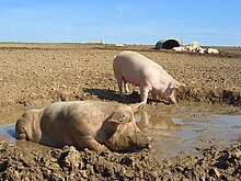 Domestic pigs wallowing Pigs, Chilton Foliat - geograph.org.uk - 987903.jpg