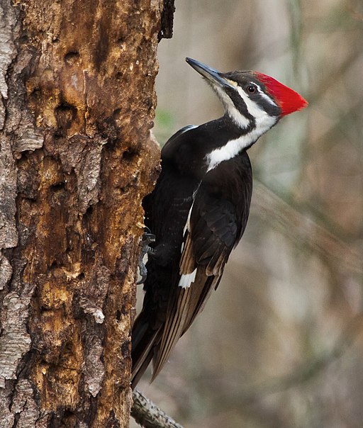 Pileated Woodpecker (9597212081), crop
