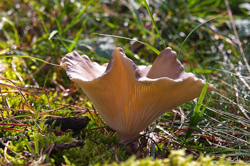 File:Pilz im Forst Rundshorn IMG Forst Rundshorn IMG 1746.jpg