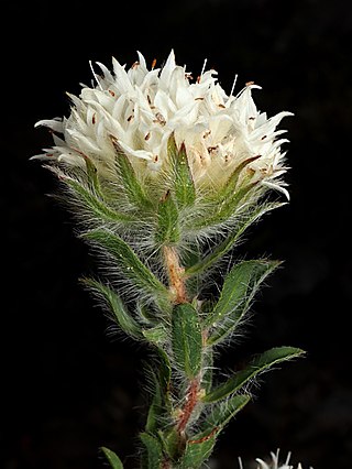 <i>Pimelea imbricata</i> Species of shrub