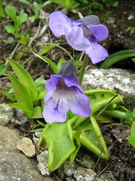 File:Pinguicula vulgaris, Japan 1.JPG