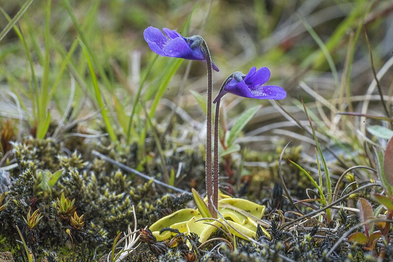 File:Pinguicula vulgaris01(js).jpg